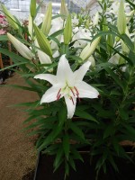 [4245 Universe EVR No101.JPG]